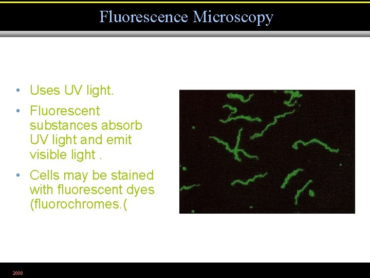 Fluorescence Microscopy • Uses UV light. • Fluorescent substances absorb UV light and emit