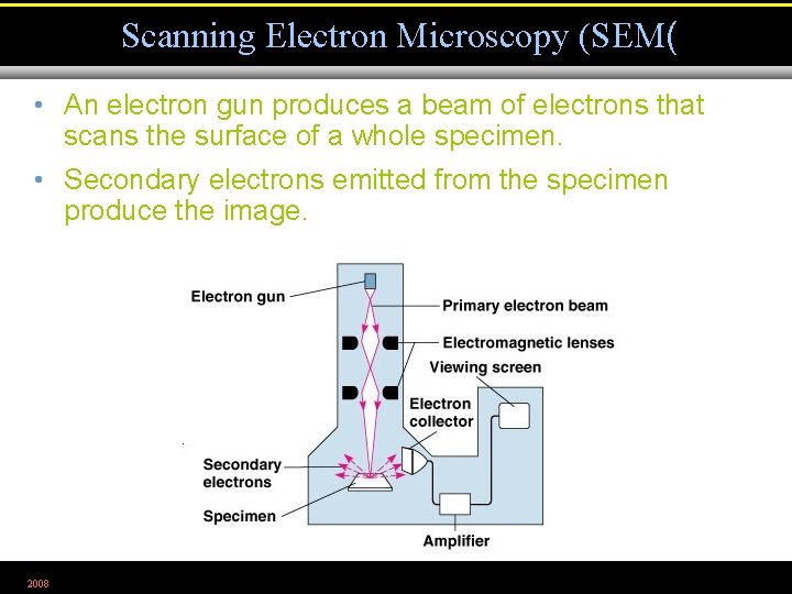 Scanning Electron Microscopy (SEM( • An electron gun produces a beam of electrons that