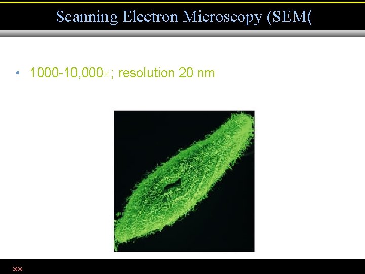 Scanning Electron Microscopy (SEM( • 1000 -10, 000 ; resolution 20 nm 2008 Figure