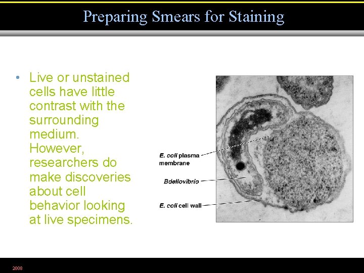 Preparing Smears for Staining • Live or unstained cells have little contrast with the