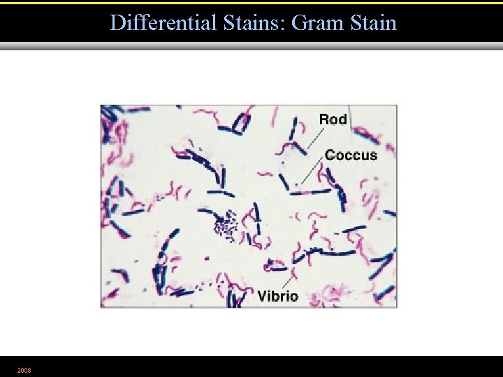 Differential Stains: Gram Stain 2008 Figure 3. 10 b 