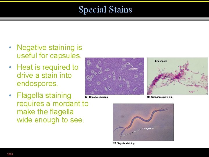 Special Stains • Negative staining is useful for capsules. • Heat is required to