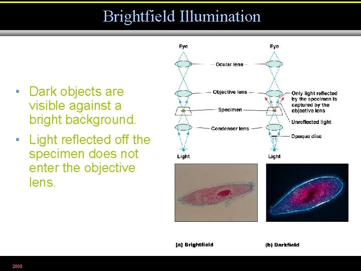 Brightfield Illumination • Dark objects are visible against a bright background. • Light reflected