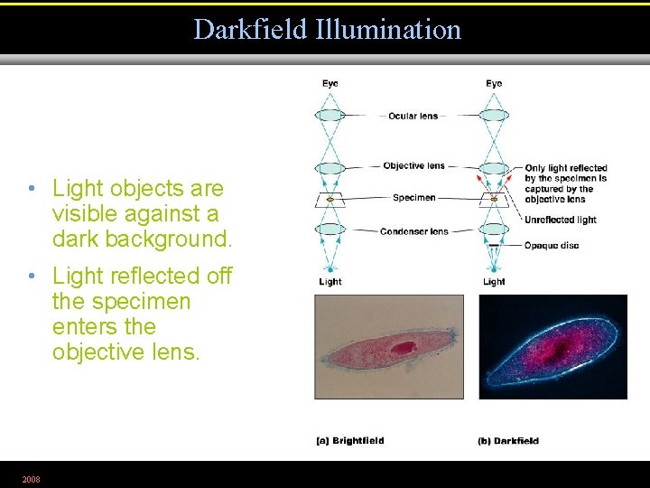 Darkfield Illumination • Light objects are visible against a dark background. • Light reflected
