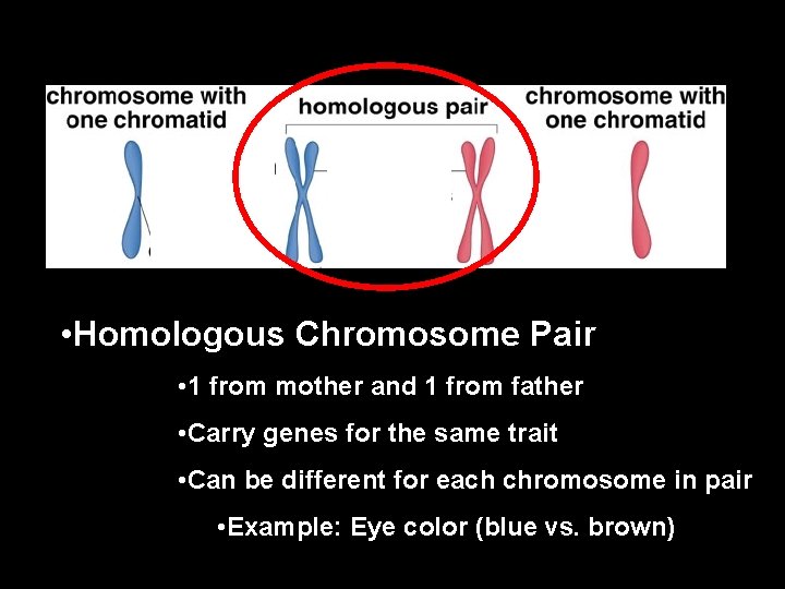  • Homologous Chromosome Pair • 1 from mother and 1 from father •