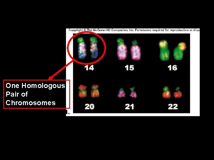 One Homologous Pair of Chromosomes 