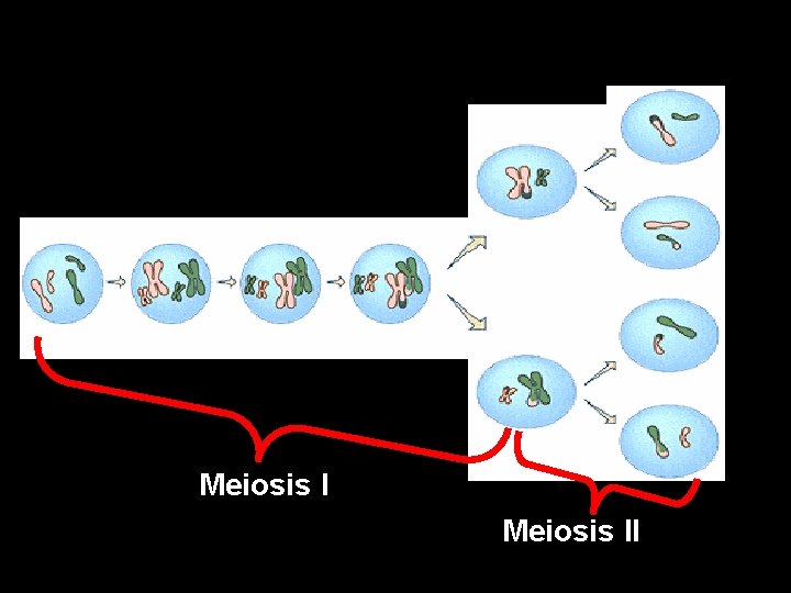 Meiosis II 