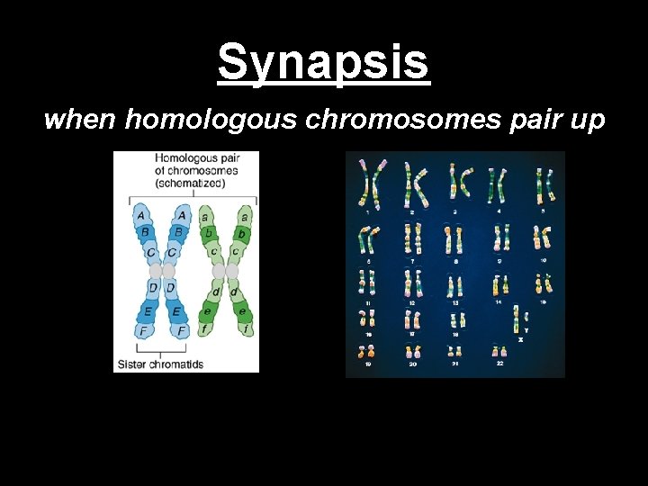 Synapsis when homologous chromosomes pair up 