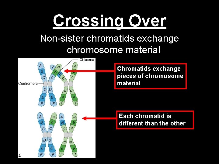 Crossing Over Non-sister chromatids exchange chromosome material Chromatids exchange pieces of chromosome material Each