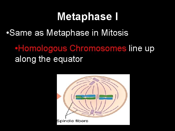 Metaphase I • Same as Metaphase in Mitosis • Homologous Chromosomes line up along