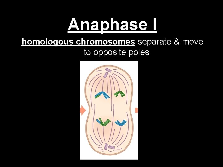 Anaphase I homologous chromosomes separate & move to opposite poles 