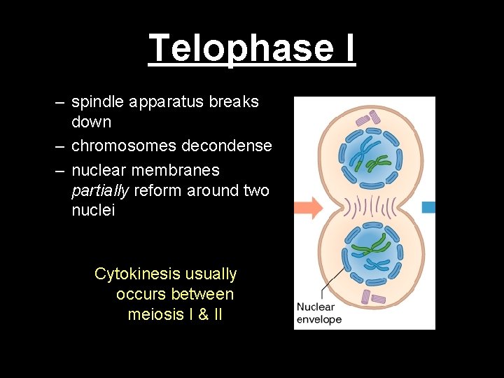 Telophase I – spindle apparatus breaks down – chromosomes decondense – nuclear membranes partially