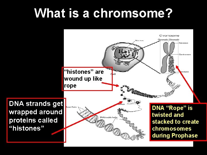 What is a chromsome? “histones” are wound up like rope DNA strands get wrapped