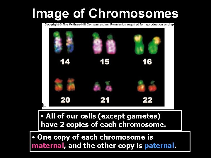 Image of Chromosomes • All of our cells (except gametes) have 2 copies of