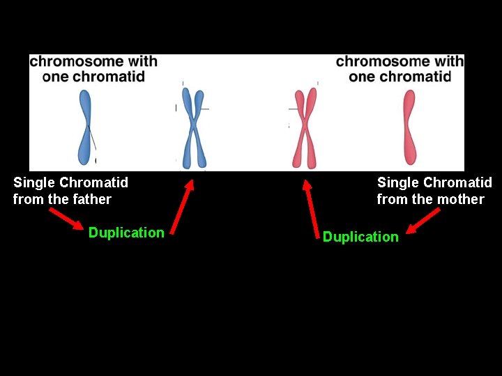 Single Chromatid from the father Duplication Single Chromatid from the mother Duplication 