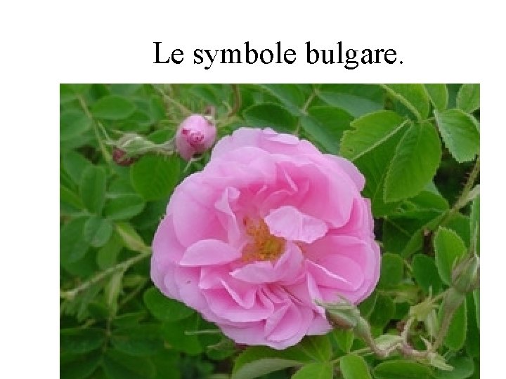 Le symbole bulgare. 