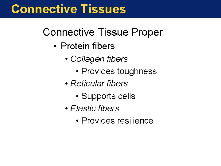 Connective Tissues Connective Tissue Proper • Protein fibers • Collagen fibers • Provides toughness
