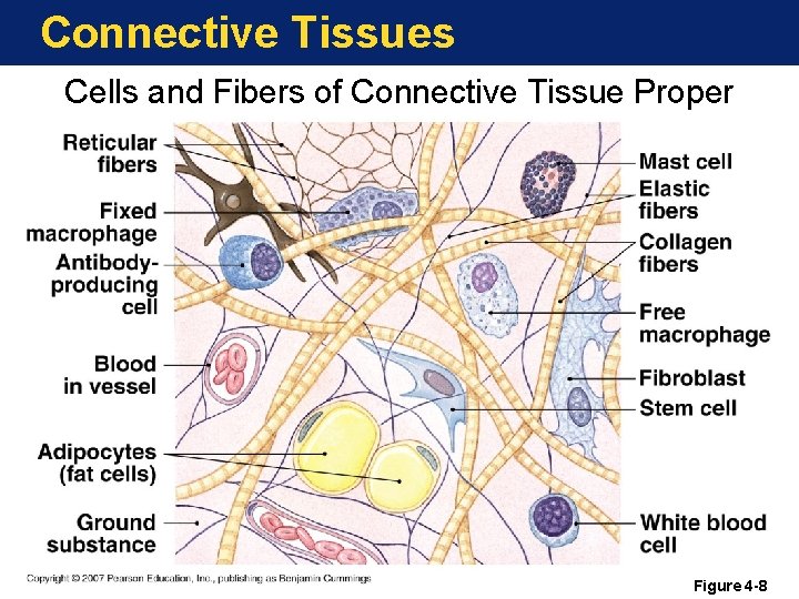 Connective Tissues Cells and Fibers of Connective Tissue Proper Figure 4 -8 