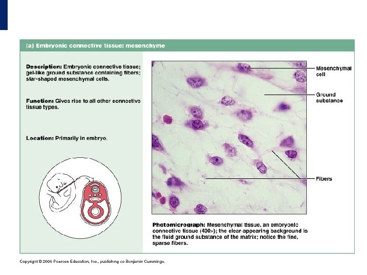 Connective Tissues Connective Tissue Proper • Three types • Loose connective tissue • Example: