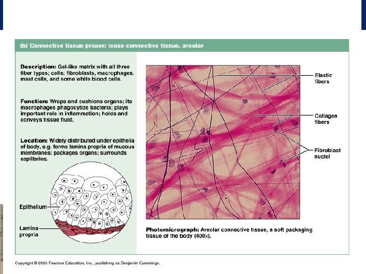 LOOSE AREOLAR CONNECTIVE TISSUE Consists of loosely arranged fibres and cells in ground substance
