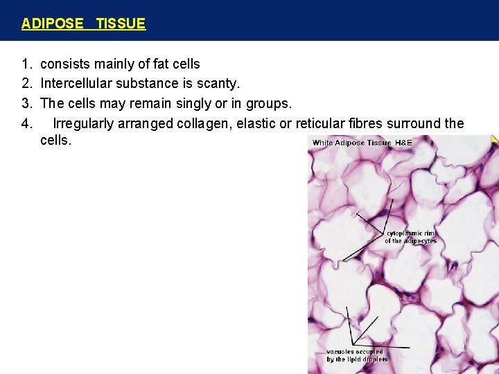 ADIPOSE TISSUE 1. consists mainly of fat cells 2. Intercellular substance is scanty. 3.