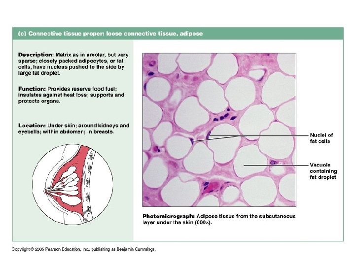 Functions of adipose tissue: Fat is a source of good energy and may be