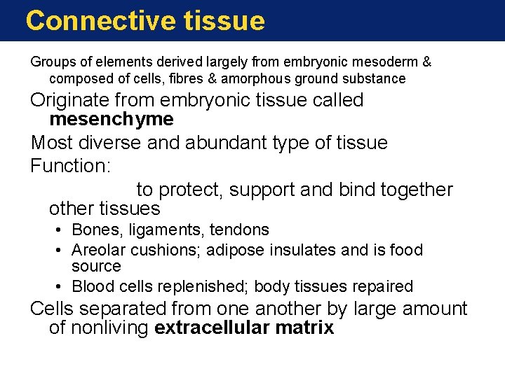 Connective tissue Groups of elements derived largely from embryonic mesoderm & composed of cells,