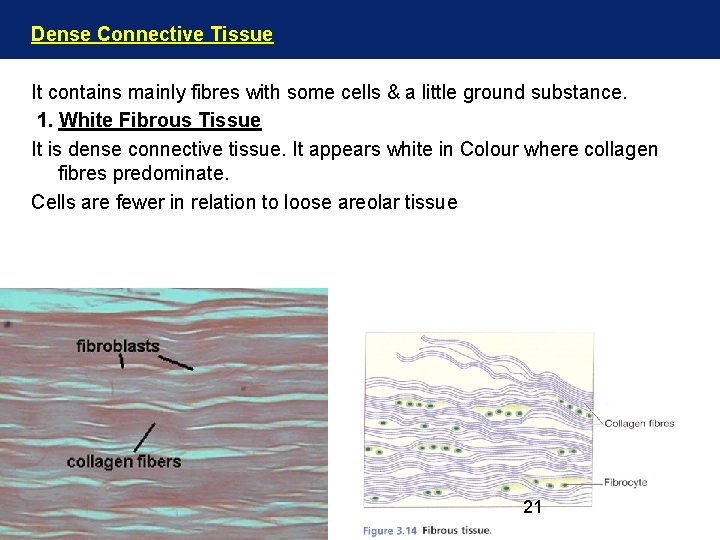 Dense Connective Tissue It contains mainly fibres with some cells & a little ground