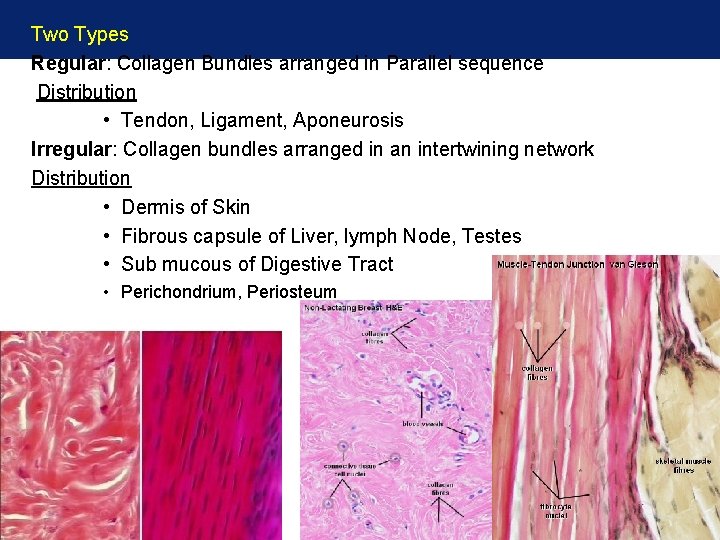 Two Types Regular: Collagen Bundles arranged in Parallel sequence Distribution • Tendon, Ligament, Aponeurosis