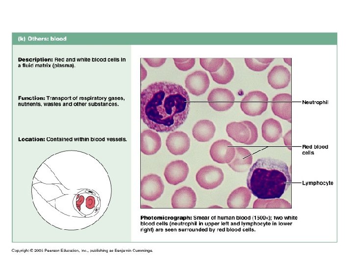 Connective Tissues Bone (Osseous Tissue) • Matrix provides unique properties • Collagen fibers resist