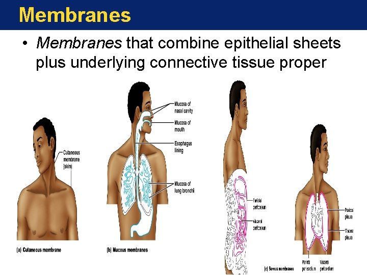 Membranes • Membranes that combine epithelial sheets plus underlying connective tissue proper 