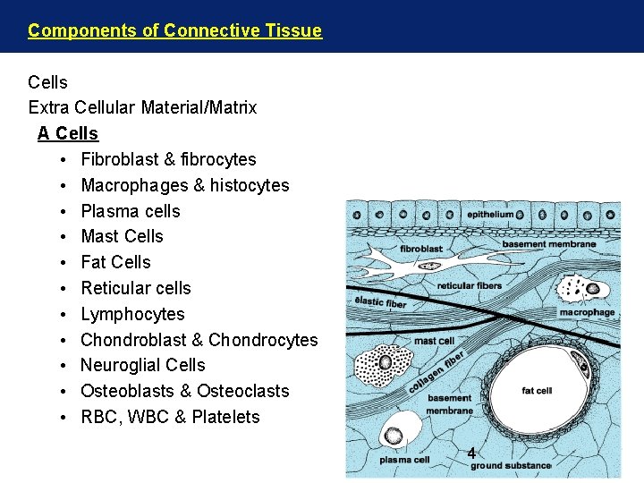 Components of Connective Tissue Cells Extra Cellular Material/Matrix A Cells • Fibroblast & fibrocytes