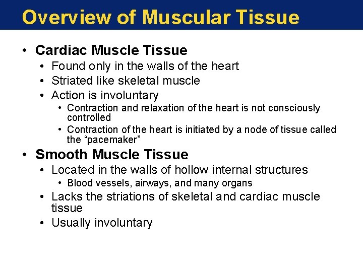 Overview of Muscular Tissue • Cardiac Muscle Tissue • Found only in the walls