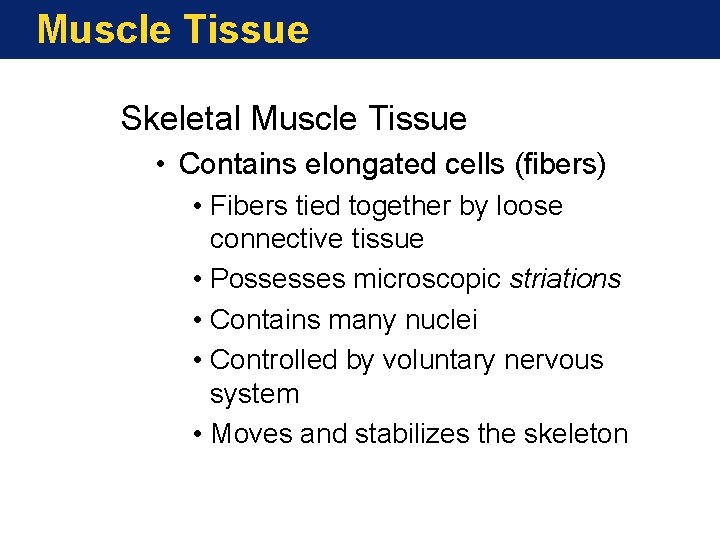 Muscle Tissue Skeletal Muscle Tissue • Contains elongated cells (fibers) • Fibers tied together