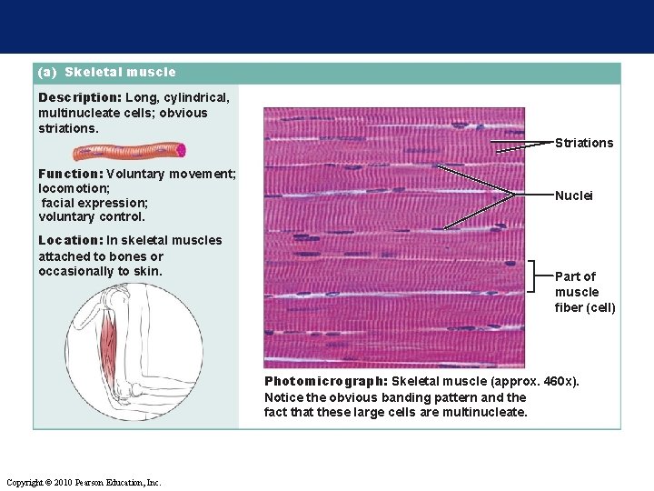 (a) Skeletal muscle Description: Long, cylindrical, multinucleate cells; obvious striations. Striations Function: Voluntary movement;