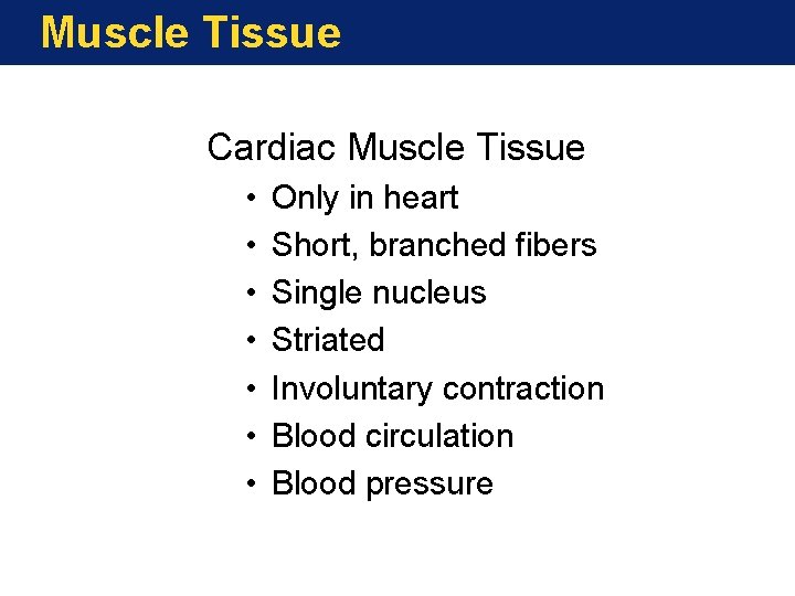 Muscle Tissue Cardiac Muscle Tissue • • Only in heart Short, branched fibers Single