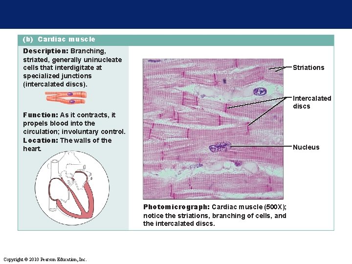 (b) Cardiac muscle Description: Branching, striated, generally uninucleate cells that interdigitate at specialized junctions