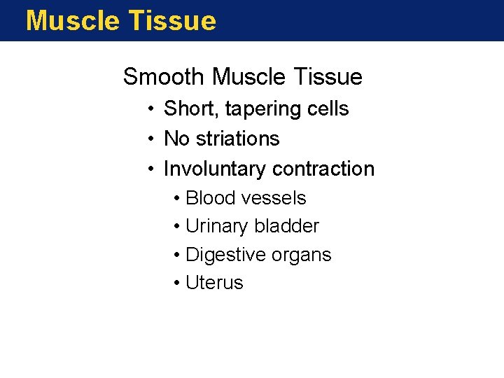 Muscle Tissue Smooth Muscle Tissue • Short, tapering cells • No striations • Involuntary