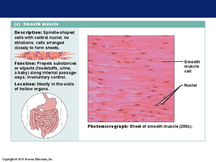 (c) Smooth muscle Description: Spindle-shaped cells with central nuclei; no striations; cells arranged closely