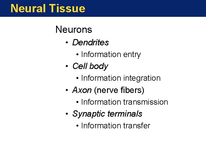 Neural Tissue Neurons • Dendrites • Information entry • Cell body • Information integration