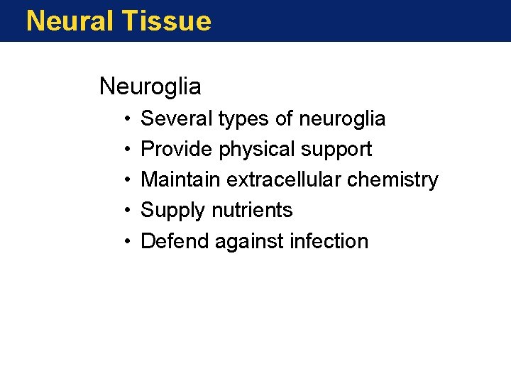 Neural Tissue Neuroglia • • • Several types of neuroglia Provide physical support Maintain