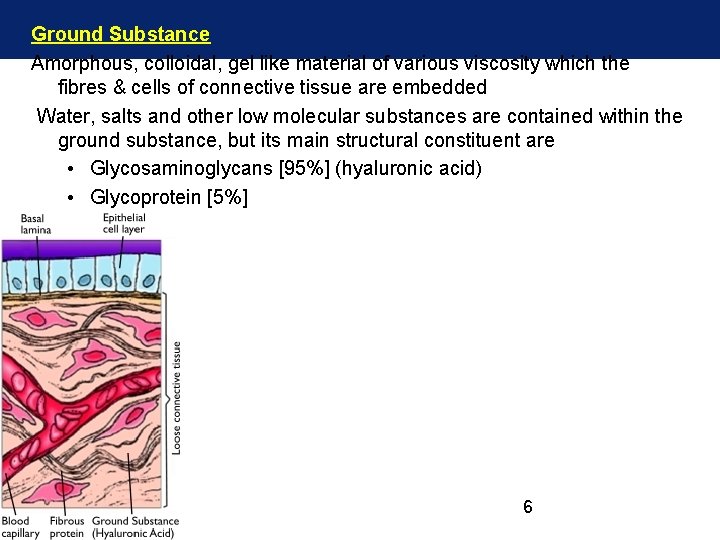 Ground Substance Amorphous, colloidal, gel like material of various viscosity which the fibres &