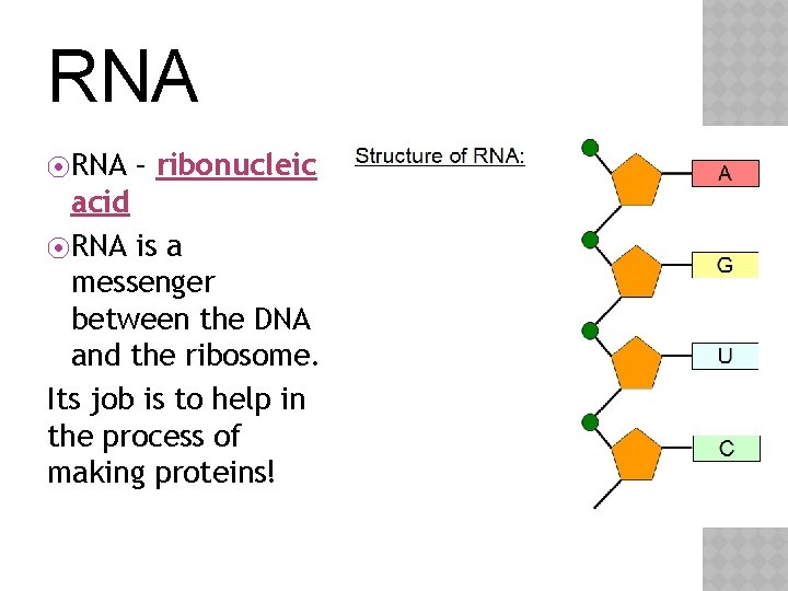 RNA ⦿ RNA – ribonucleic acid ⦿ RNA is a messenger between the DNA