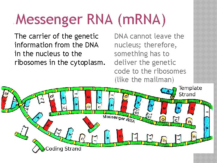 . Messenger RNA (m. RNA) The carrier of the genetic information from the DNA