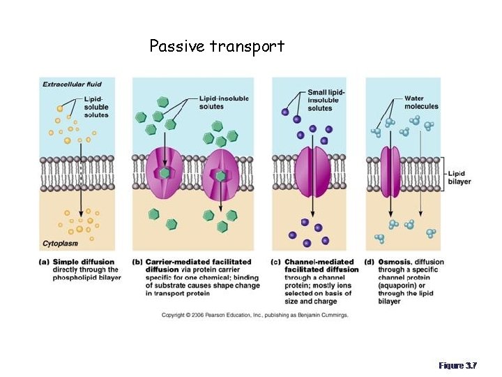 Passive transport 