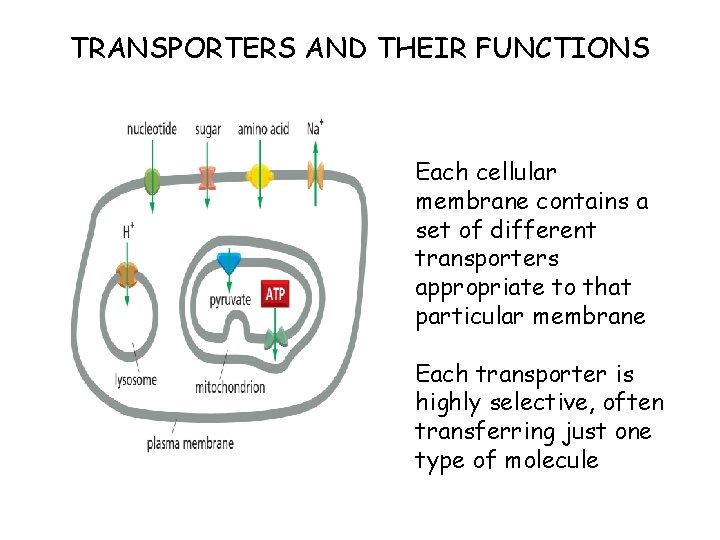 TRANSPORTERS AND THEIR FUNCTIONS Each cellular membrane contains a set of different transporters appropriate