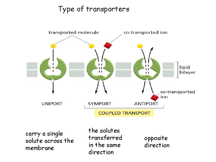 Type of transporters carry a single solute across the membrane the solutes transferred in