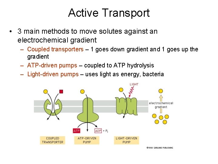 Active Transport • 3 main methods to move solutes against an electrochemical gradient –