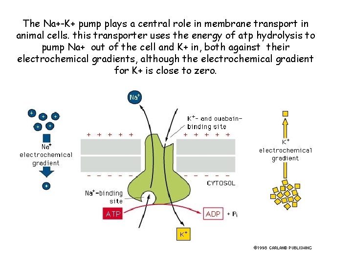 The Na+-K+ pump plays a central role in membrane transport in animal cells. this