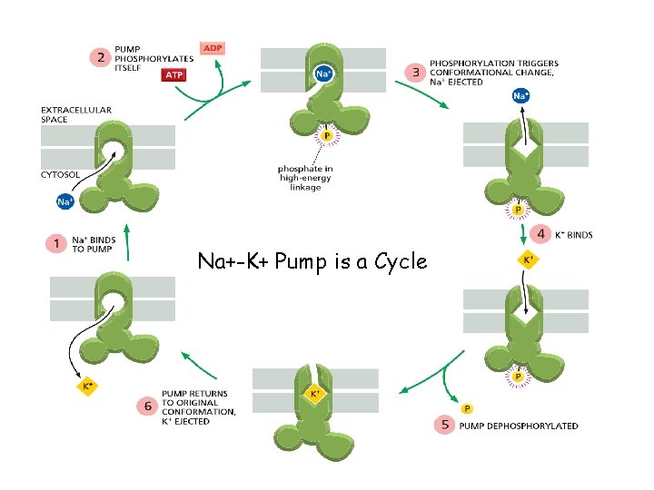 Na+-K+ Pump is a Cycle 